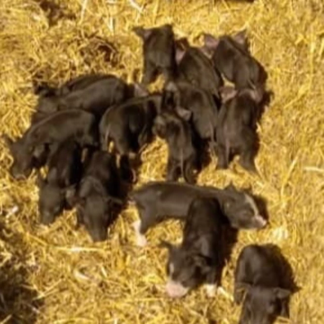 Galerie - LA FERME DE  L'ETOILE NOIRE