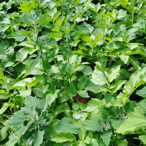 Les jardins de 13 vents