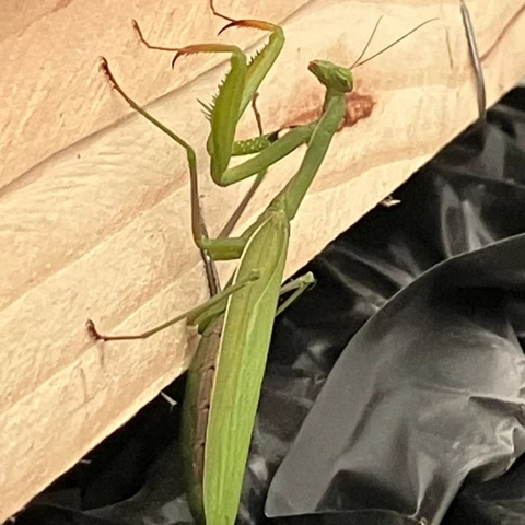 LES VERGERS DE SAUVAGNAS