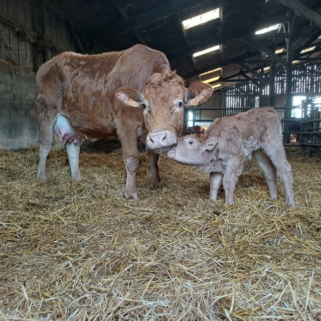 Galerie - La Ferme D'Enez Rouz