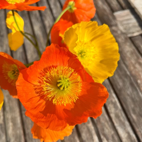 Ferme florale du Salabert