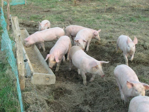 Ferme de Ribièras