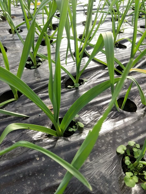 Aillet - Au Jardin du Bonheur