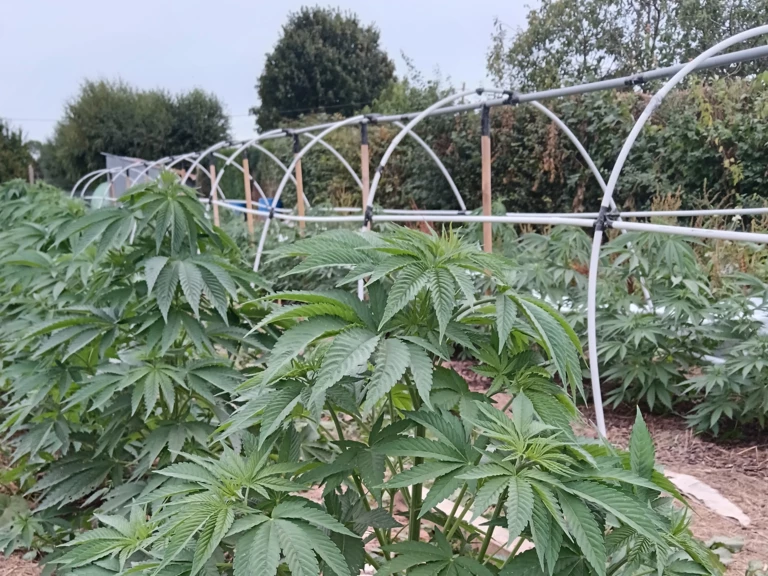 Zoom sur la culture en "light dep" - LecoqCBD