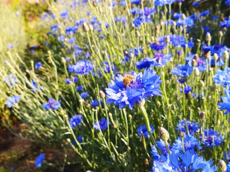 Nouvelles saveurs gourmandes - Herbes et Butineries