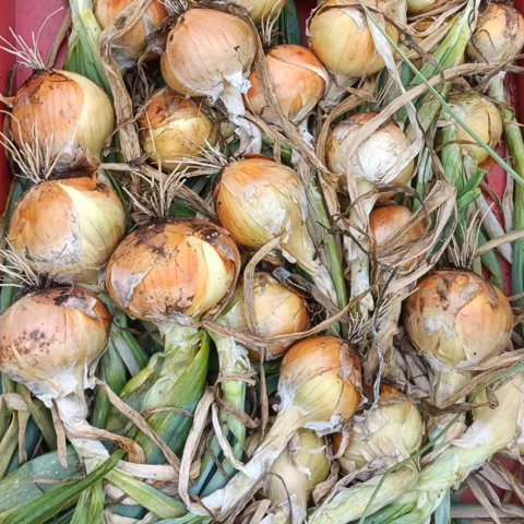 GAEC les petits bregeons