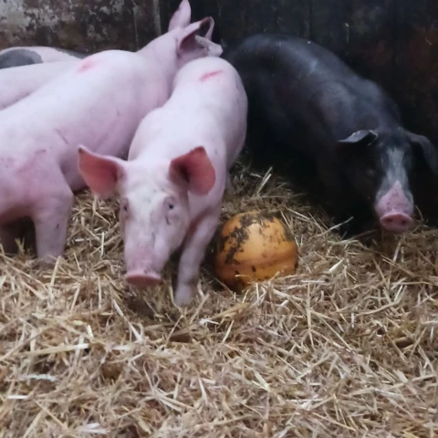 La Ferme D'Enez Rouz