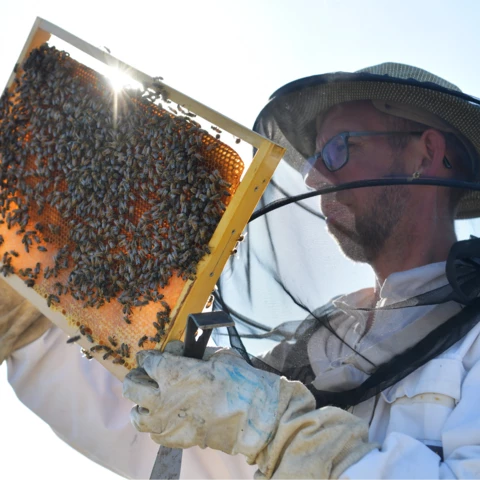 Contrôle du couvain - RUCHERS DU FOURNEAU