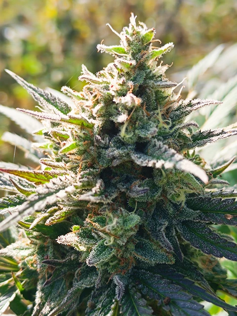 Biscanna 40
