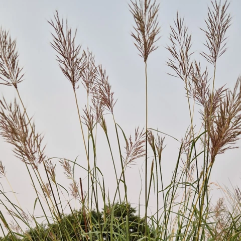 PEPINIERE DE FLEUR EN FLEUR