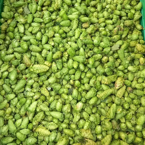 Houblon des Alpes