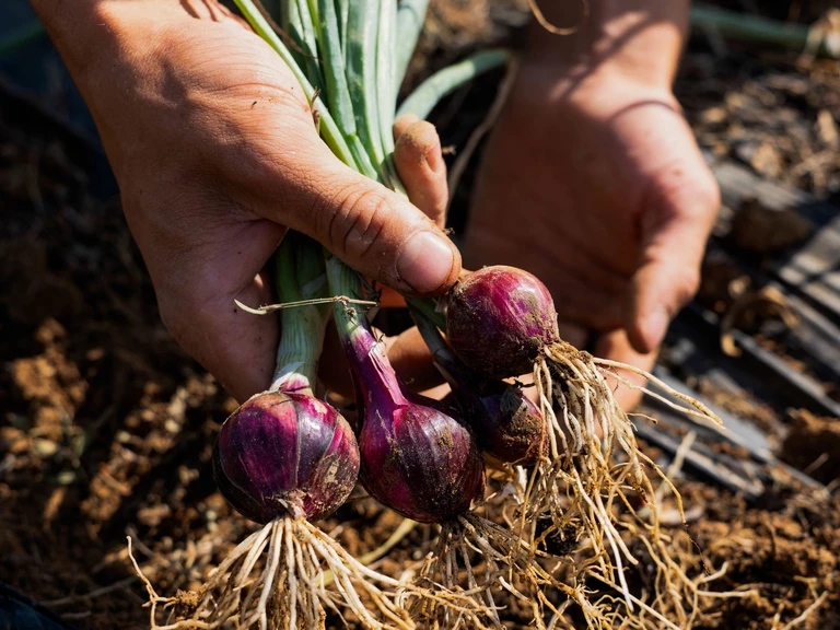 Des légumes bio cultivés ici, au fil des saisons. - Le Clos de l'Escaillerie