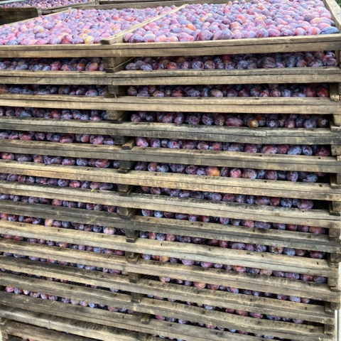 LES VERGERS DE SAUVAGNAS