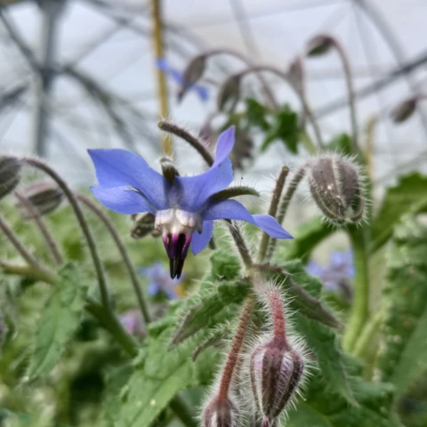 GAEC les petits bregeons