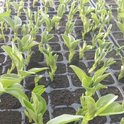 Semis de fèves - Au Jardin du Bonheur