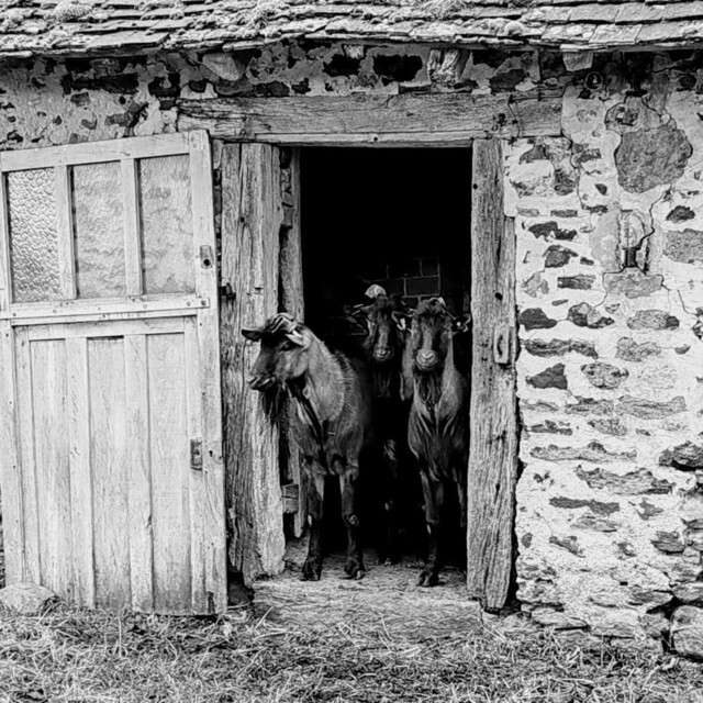Galerie - FERME DE LA BROSSE