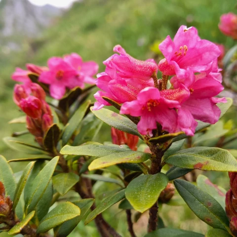 L'Harmonie des Simples