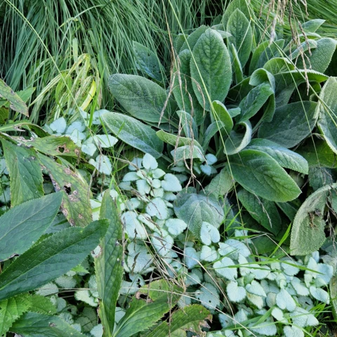 PEPINIERE DE FLEUR EN FLEUR