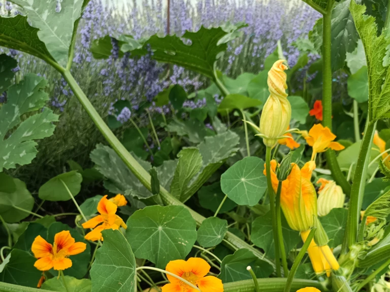 17ème Fête de la biodiversité paysanne les 22 et 23 novembre à l'Isle sur la Sorgue - .