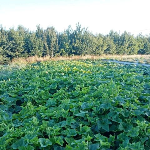 Les Maraîchers de l'Auberdière