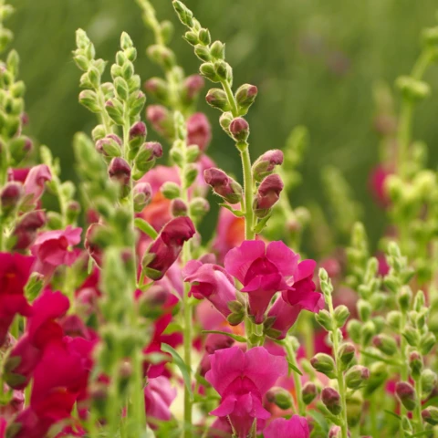 Ferme florale du Salabert
