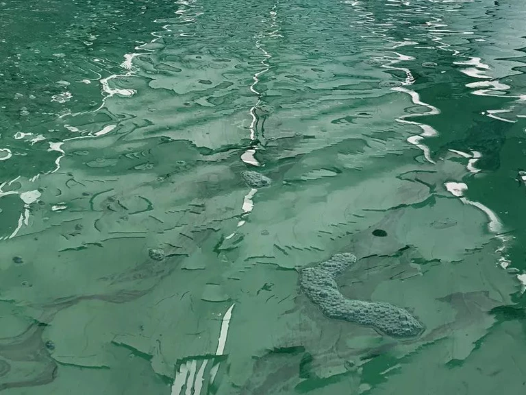 L'importance de l'eau - Espirulina
