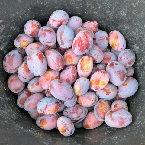 LES VERGERS DE SAUVAGNAS