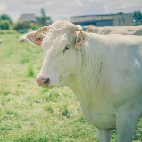La ferme de sous la ville 