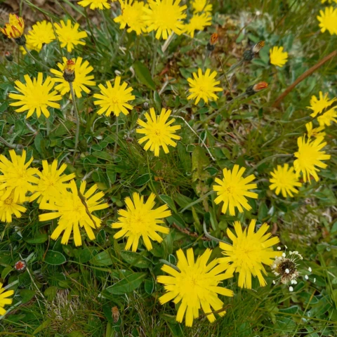 L'Harmonie des Simples