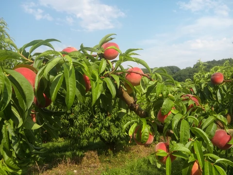 LES VERGERS DE SAUVAGNAS