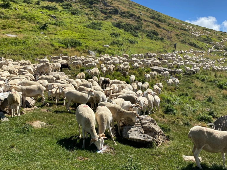 Nos Brebis Tarasconnaises - Carnailles