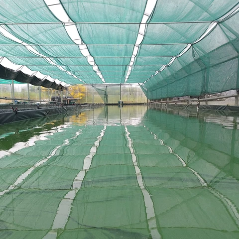 Spiruline ar milin