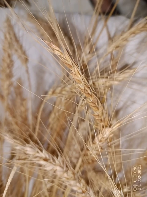les différents épis de blé - MOULIN TRACOL
