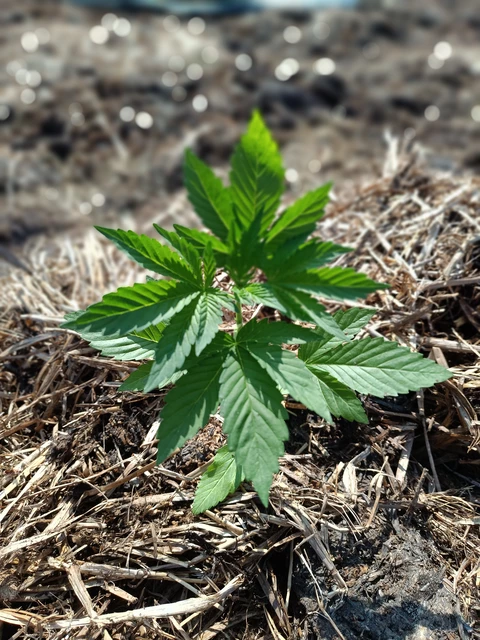 Biscanna 40