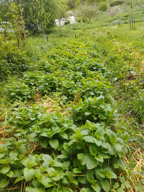 Herbes et Butineries