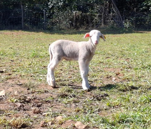 GAEC l'agneau du gardon