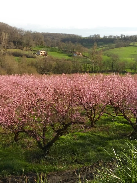 LES VERGERS DE SAUVAGNAS