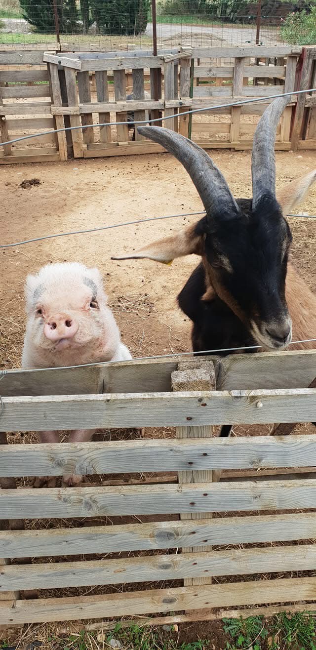 Galerie - Ferme nevianaise