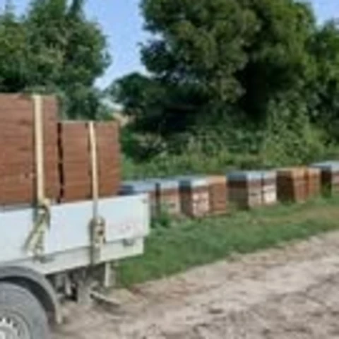 L'Abeille et les Reines d'Argonne