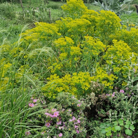 PEPINIERE DE FLEUR EN FLEUR