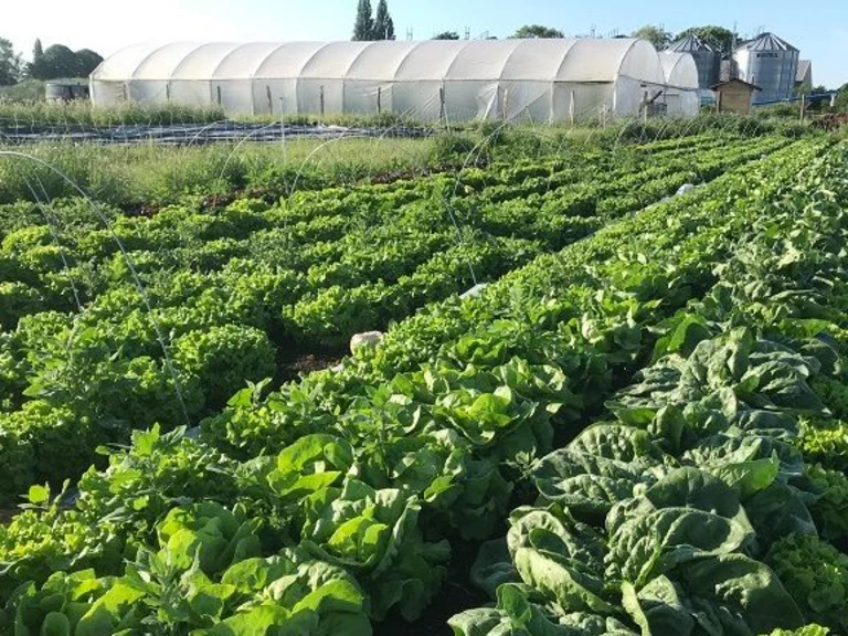 Venez découvrir notre maraichage et notre ferme - Ferme de La Noé