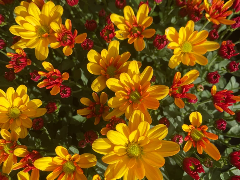 Click & Collect - Les Jardins de la Tour