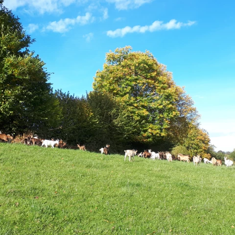 La Ferme de  Cabr'à roque