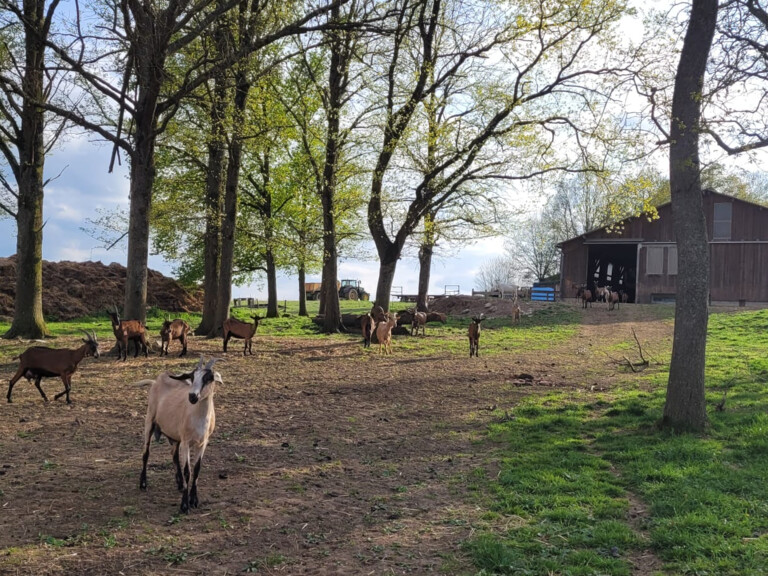 🐐 Une ferme familiale, autonome et 100% BIO ! 🌱
