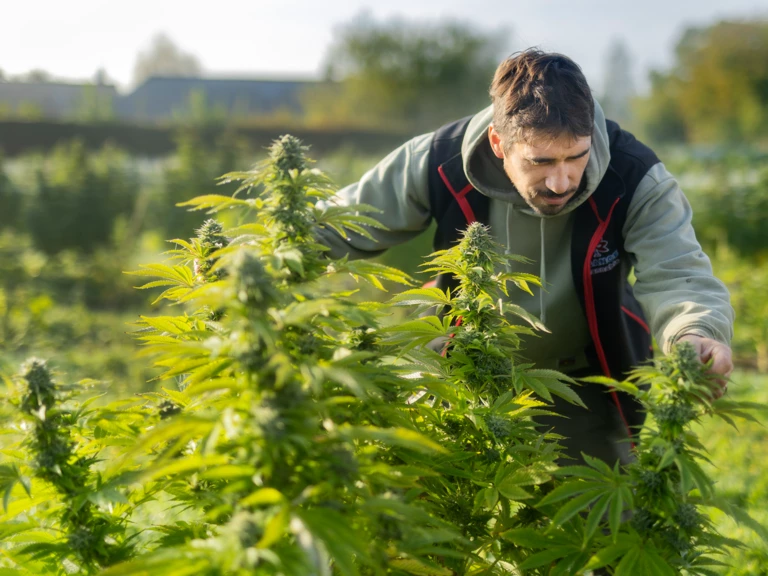 Notre méthode de culture - LecoqCBD