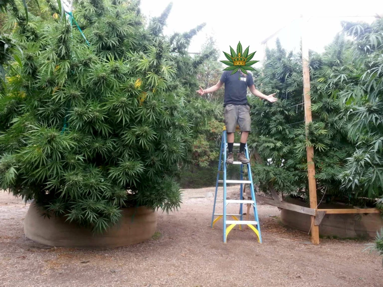 Micro-production, maxi ambition - LecoqCBD