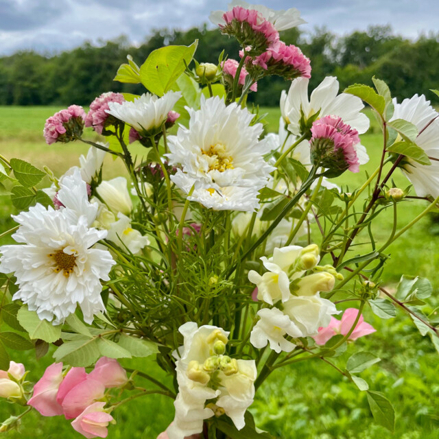 Galerie - Ferme florale de la Galagère