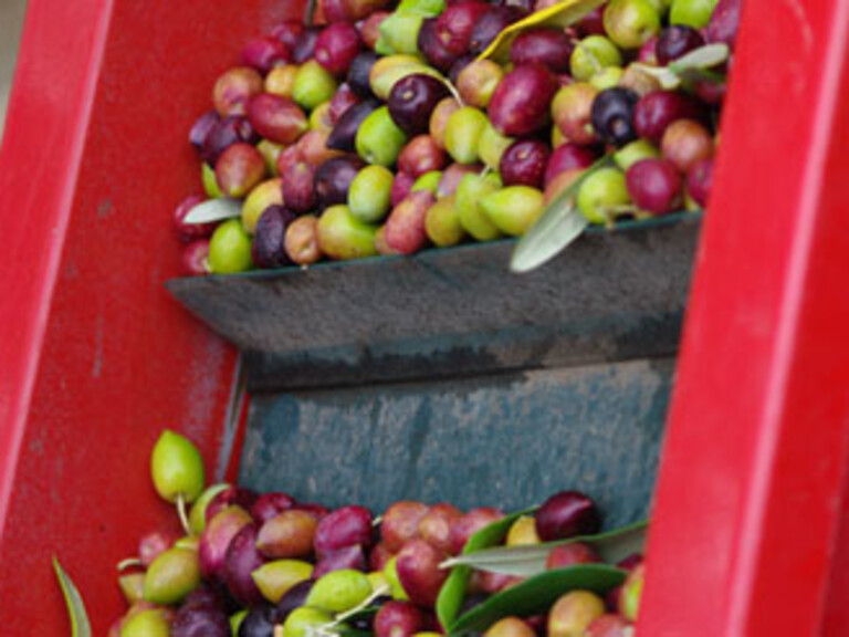 L'OLIVE