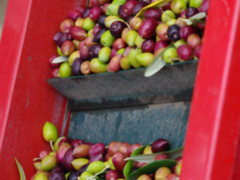 L'OLIVE