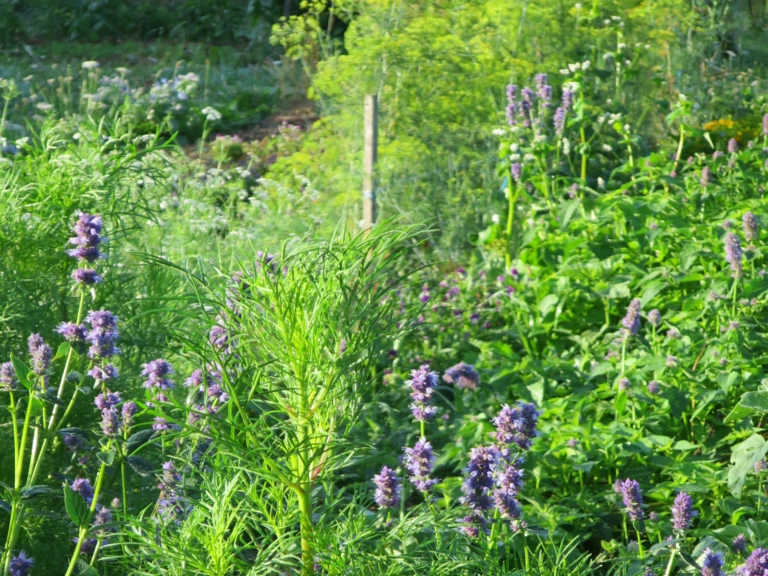 La petite ferme - OYONA